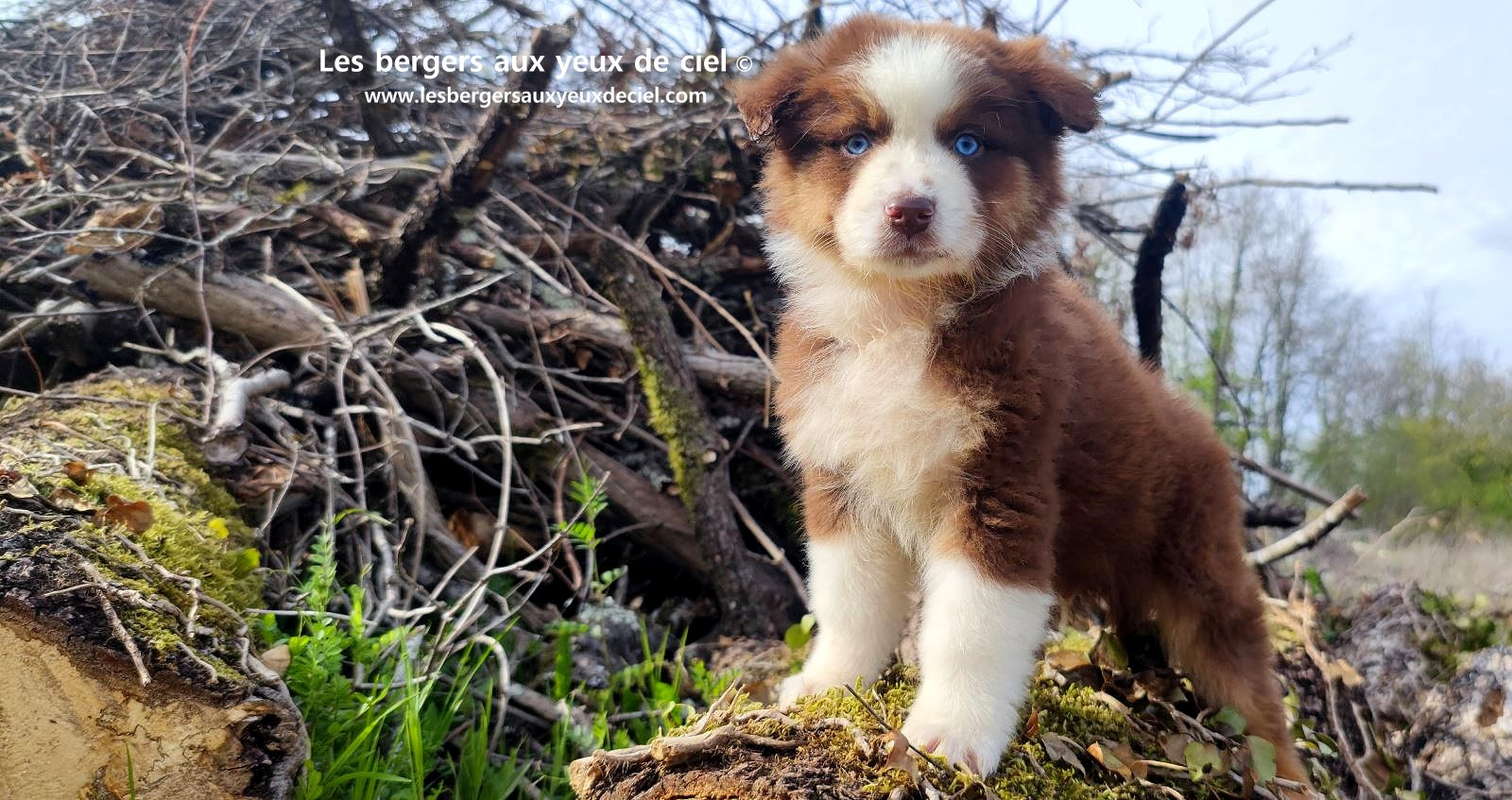 Chiot berger australien mâle noir tricolore aux yeux bleus