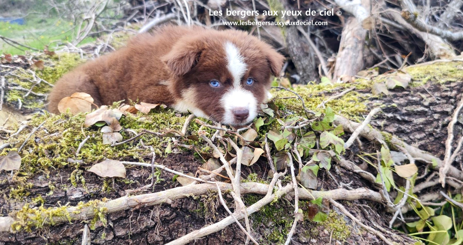 Chiot berger australien mâle rouge tricolore aux yeux bleus