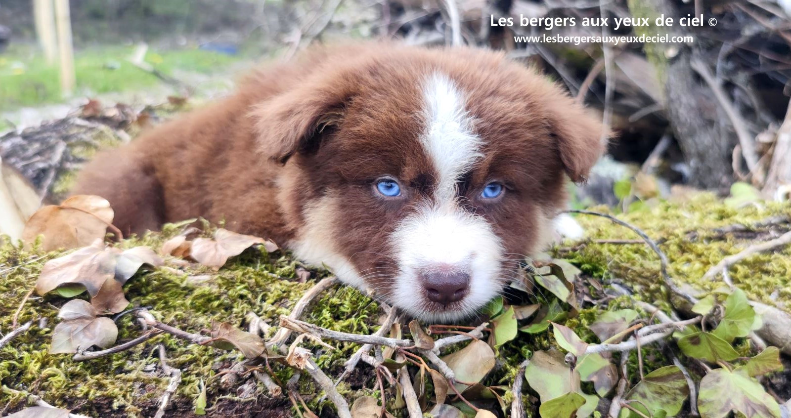 Chiot berger australien mâle rouge tricolore aux yeux bleus