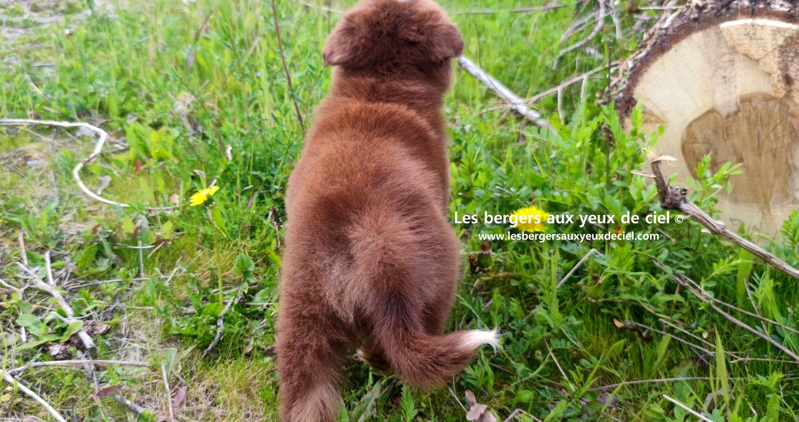 Chiot berger australien mâle rouge tricolore aux yeux bleus