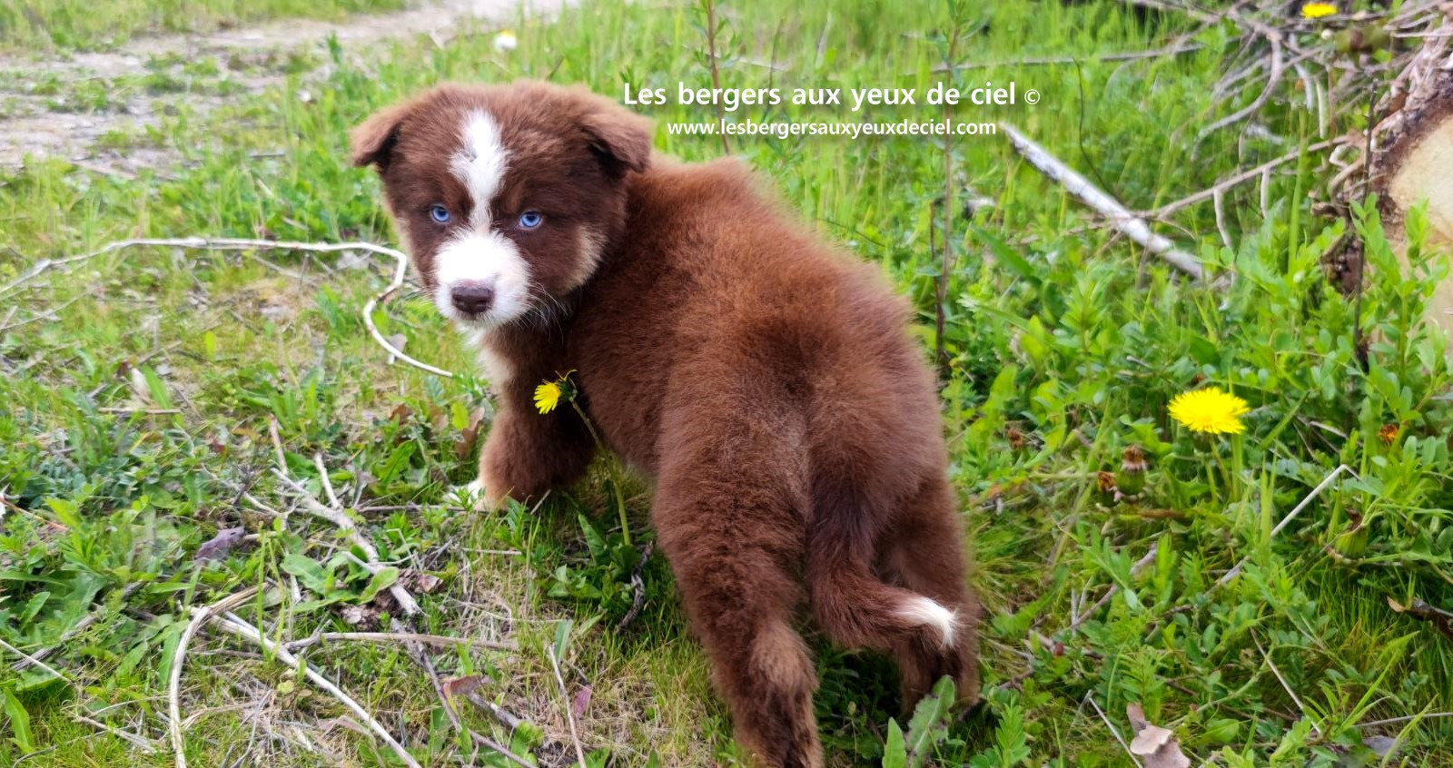 Chiot berger australien mâle rouge tricolore aux yeux bleus