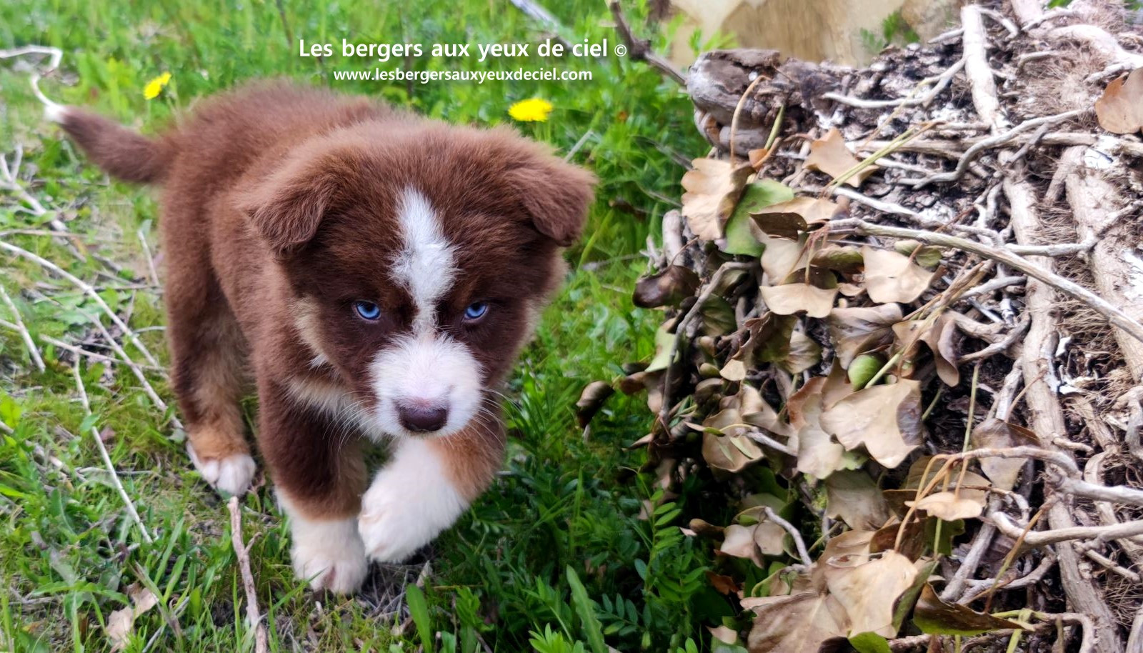 Chiot berger australien mâle rouge tricolore aux yeux bleus