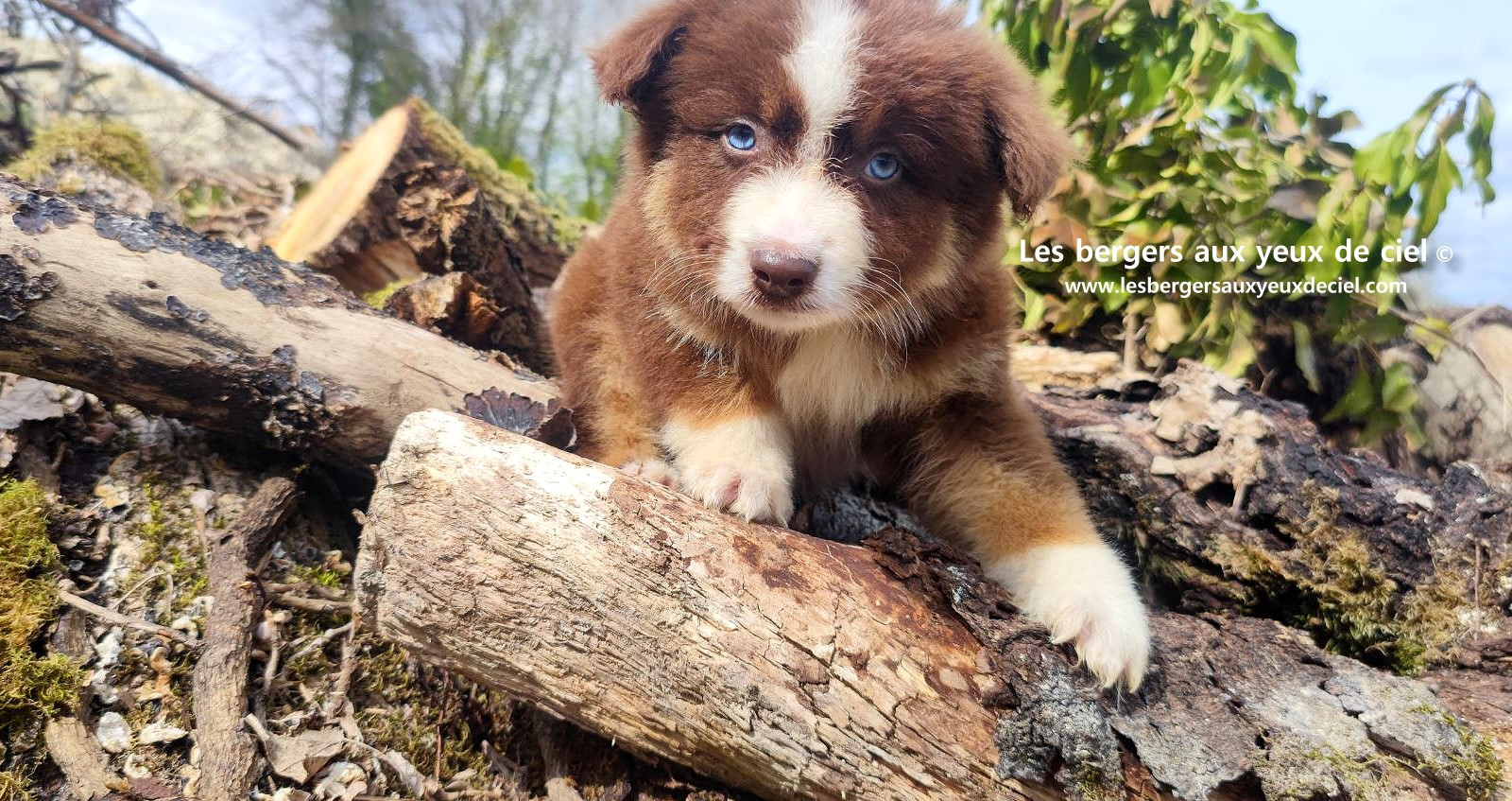 Chiot berger australien mâle rouge tricolore aux yeux bleus