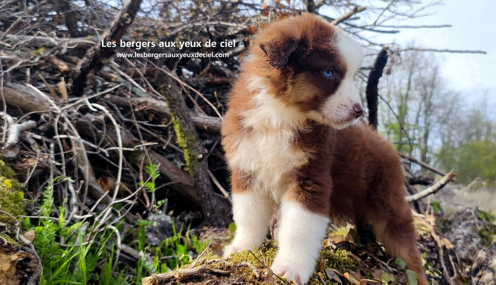 Chiot berger australien mâle noir tricolore aux yeux bleus