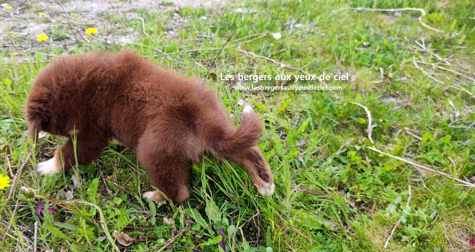 Chiot berger australien mâle rouge tricolore aux yeux bleus
