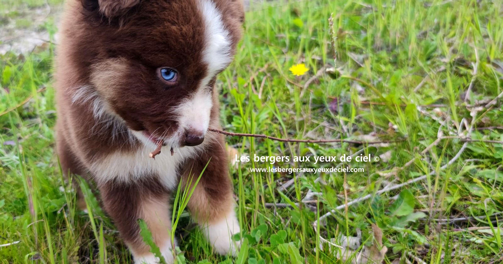 Chiot berger australien mâle rouge tricolore aux yeux bleus