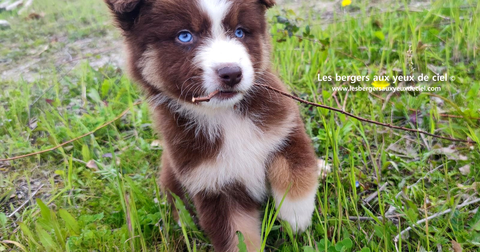 Chiot berger australien mâle rouge tricolore aux yeux bleus