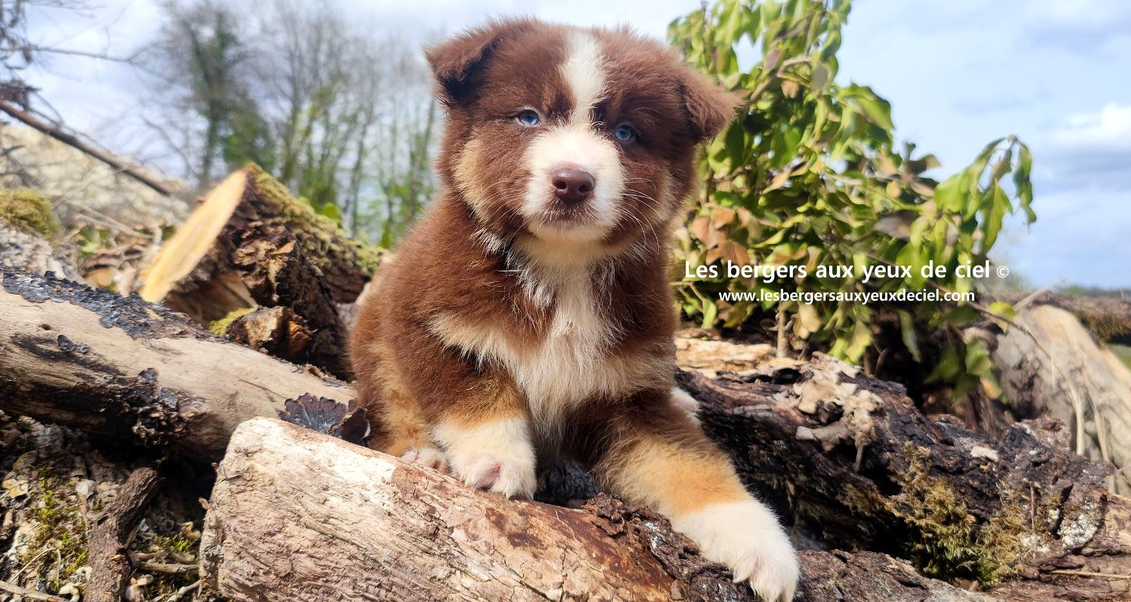Chiot berger australien mâle rouge tricolore aux yeux bleus