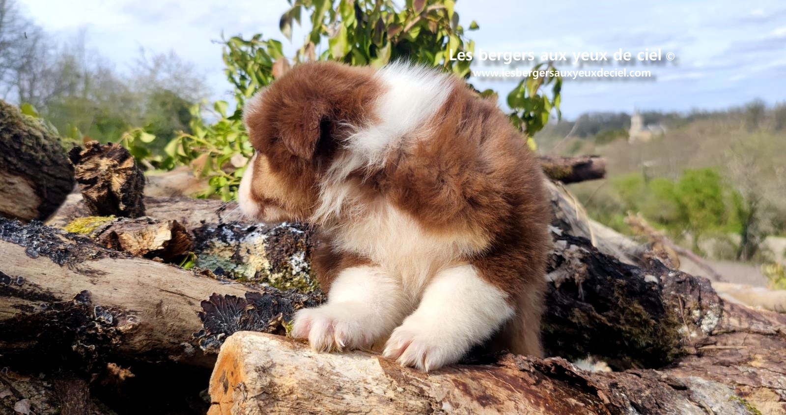 Chiot berger australien mâle noir tricolore aux yeux bleus