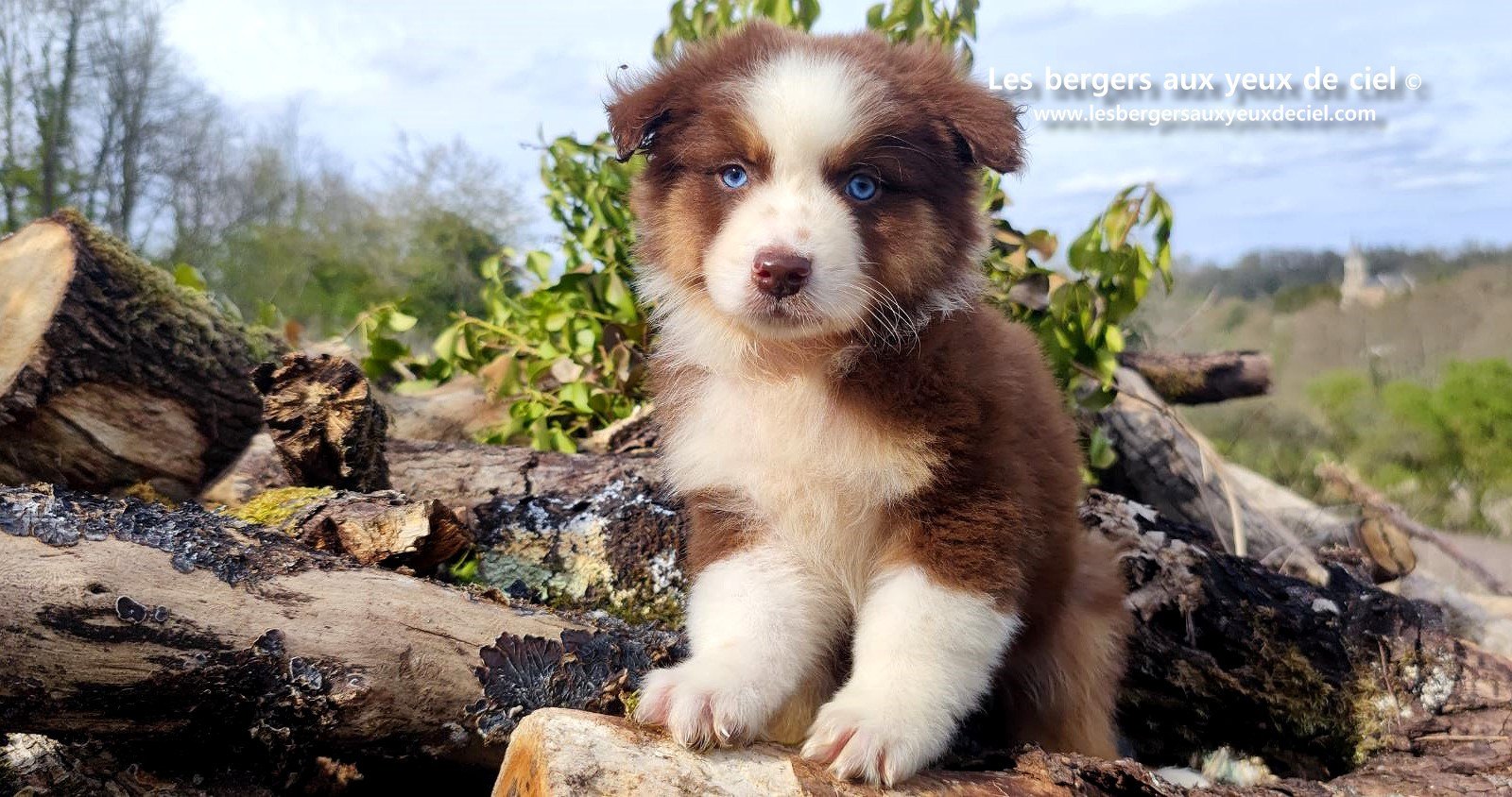 Chiot berger australien mâle noir tricolore aux yeux bleus