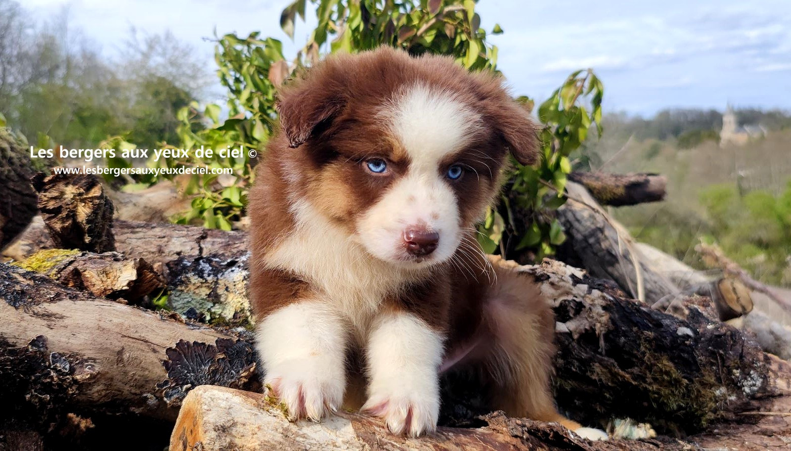 Chiot berger australien mâle noir tricolore aux yeux bleus
