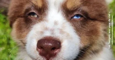 chiot berger australien Sakura Chiot berger australien femelle rouge tricolore aux yeux vairons