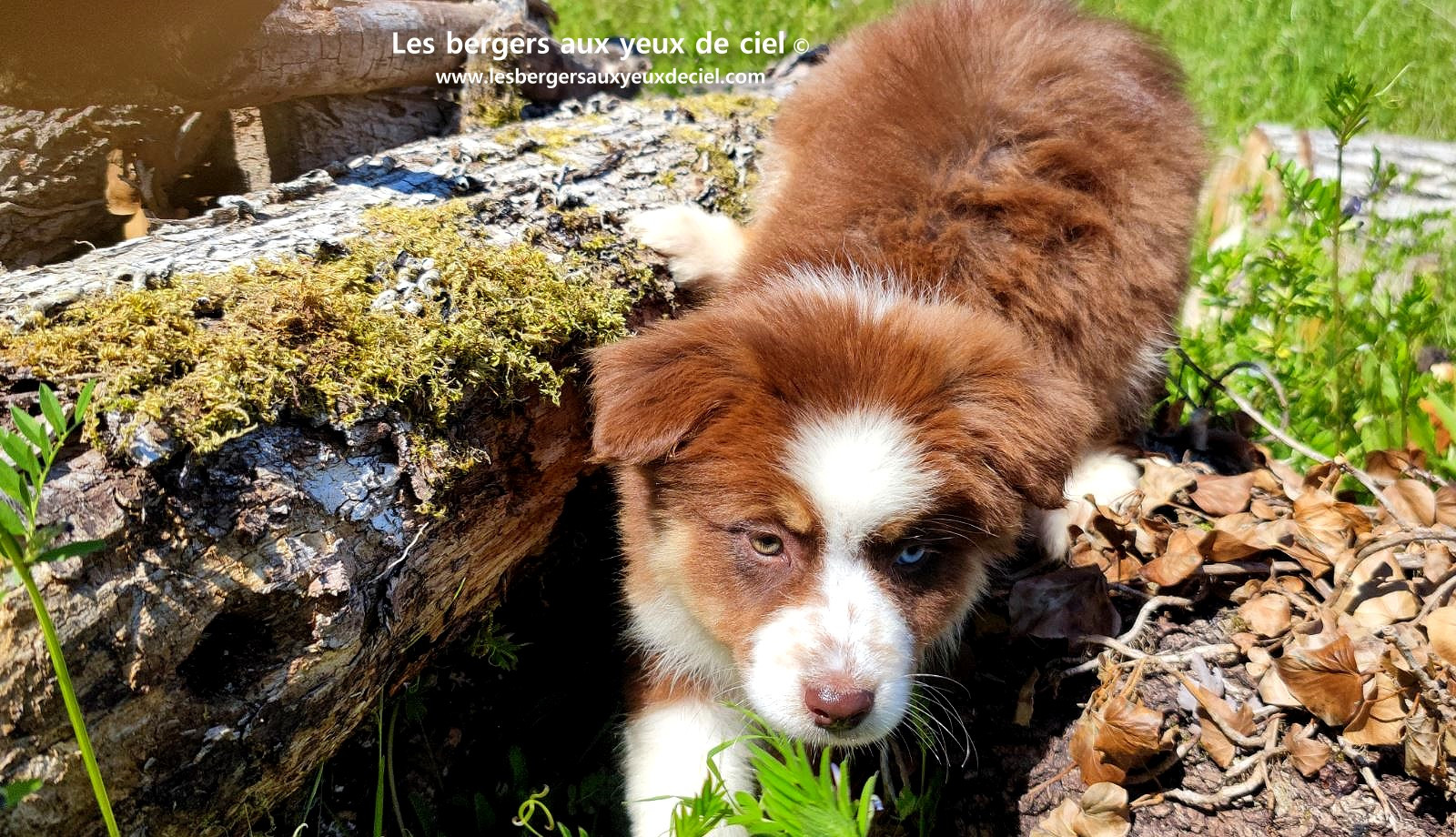 Chiot berger australien femelle rouge tricolore aux yeux vairons
