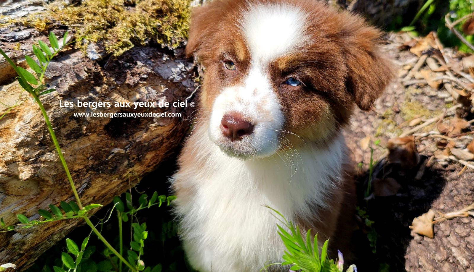 Chiot berger australien femelle rouge tricolore aux yeux vairons