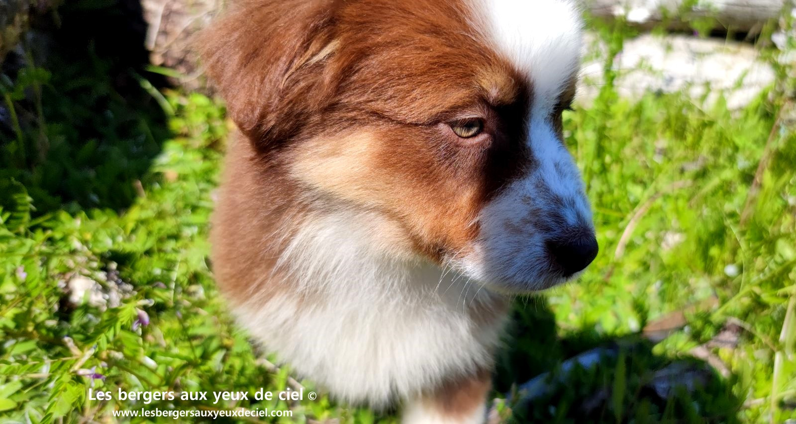Chiot berger australien femelle rouge tricolore aux yeux vairons