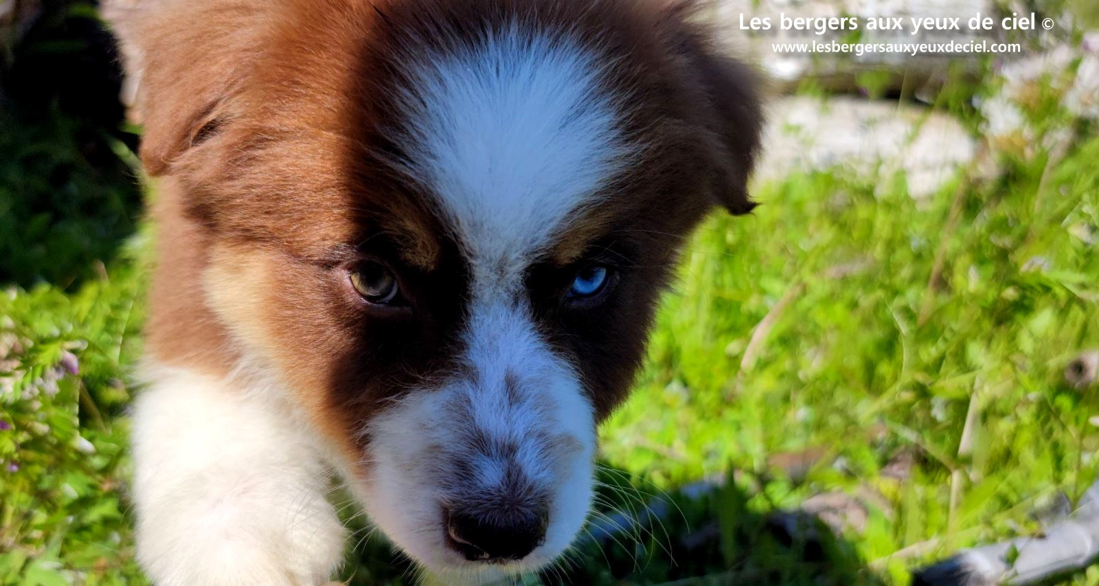 Chiot berger australien femelle rouge tricolore aux yeux vairons