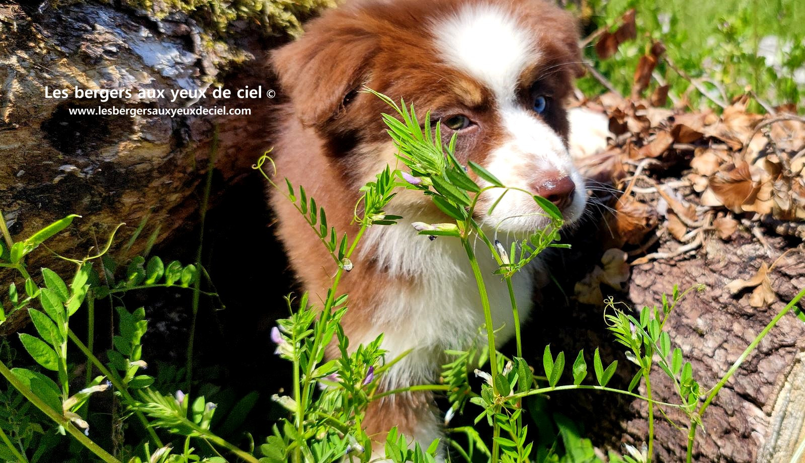 Chiot berger australien femelle rouge tricolore aux yeux vairons