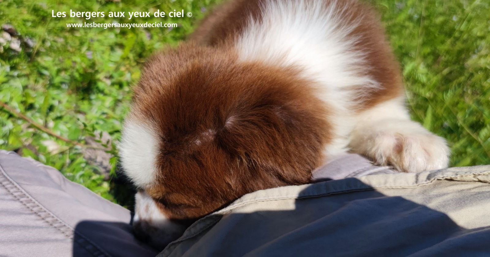Chiot berger australien femelle rouge tricolore aux yeux vairons