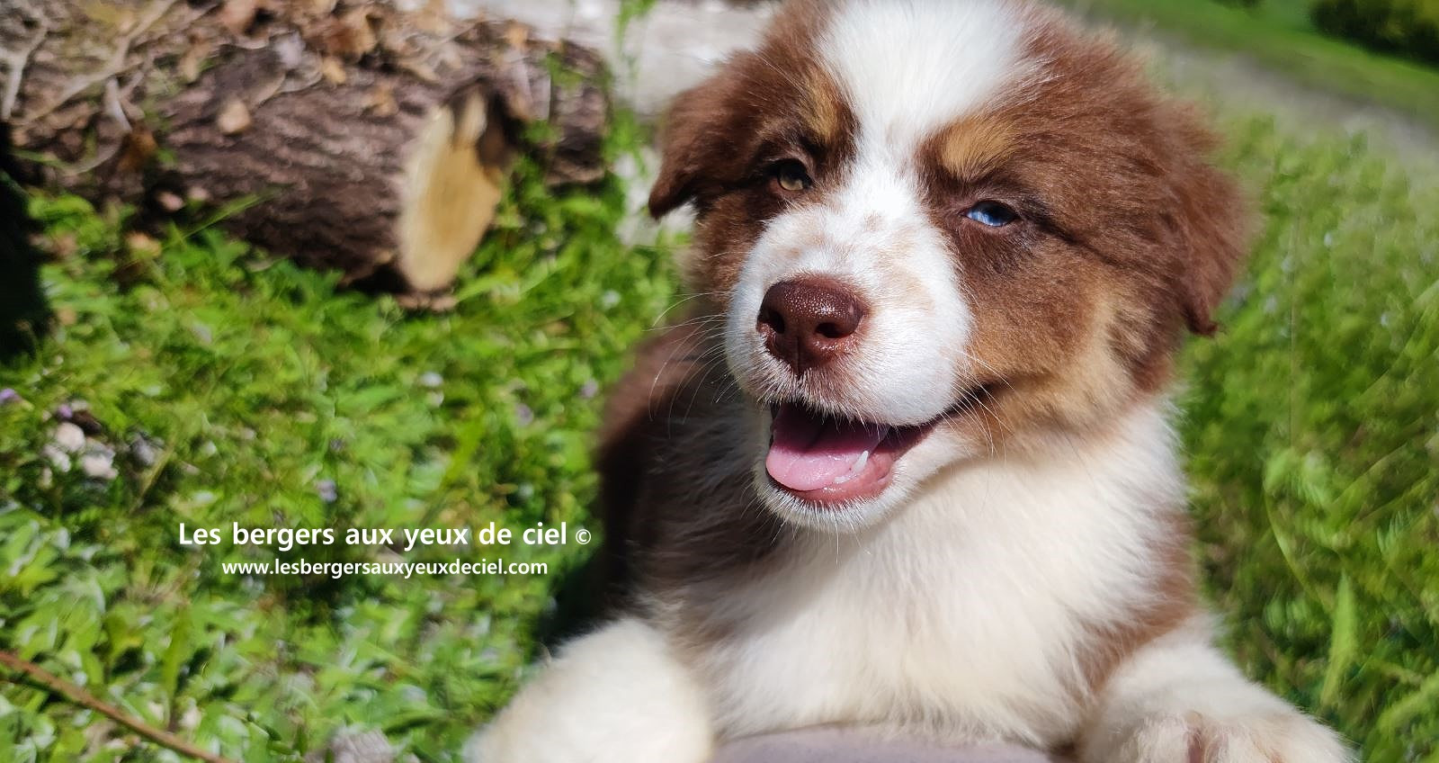 Chiot berger australien femelle rouge tricolore aux yeux vairons