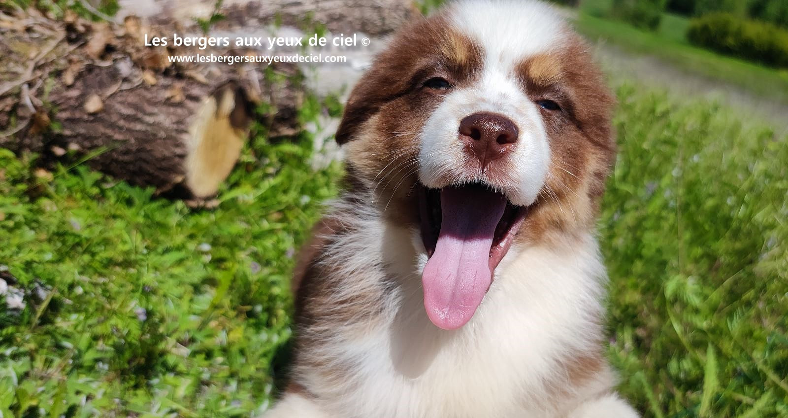 Chiot berger australien femelle rouge tricolore aux yeux vairons