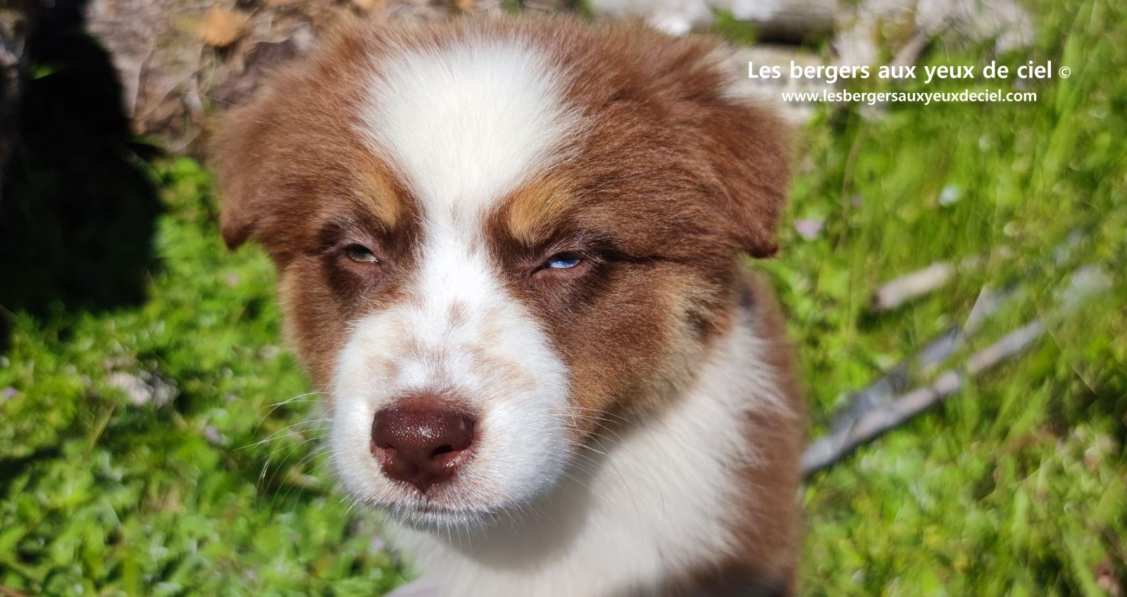 Chiot berger australien femelle rouge tricolore aux yeux vairons