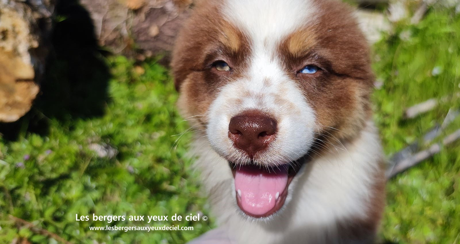 Chiot berger australien femelle rouge tricolore aux yeux vairons