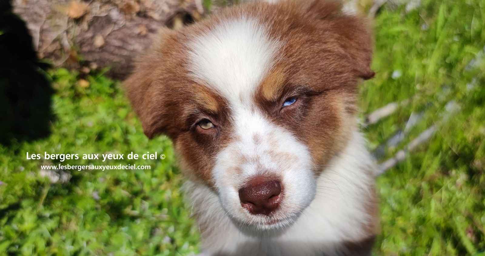 Chiot berger australien femelle rouge tricolore aux yeux vairons