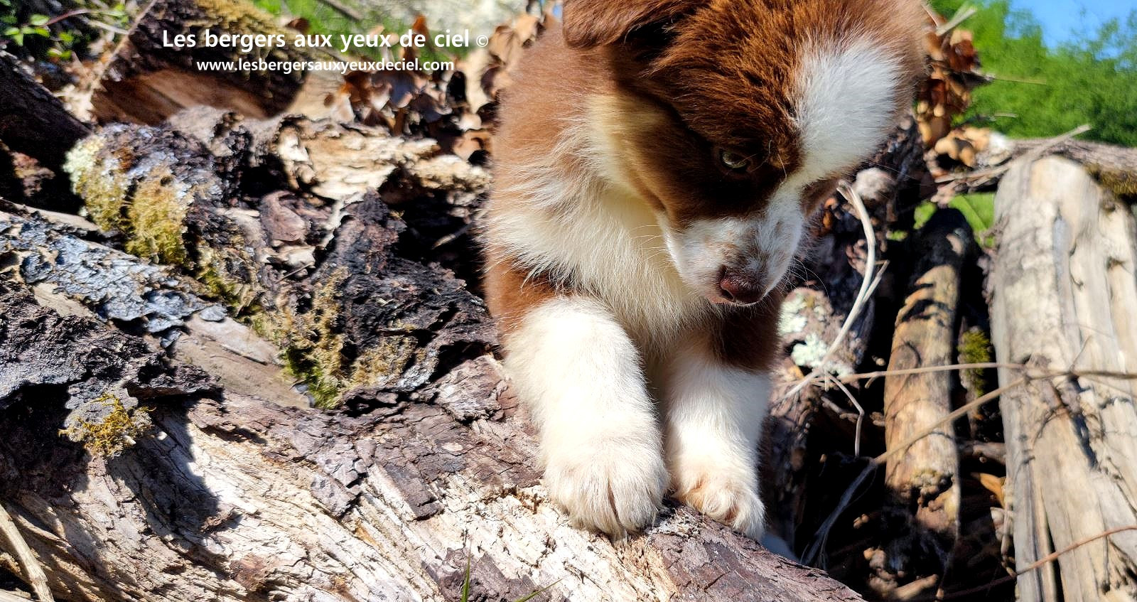 Chiot berger australien femelle rouge tricolore aux yeux vairons