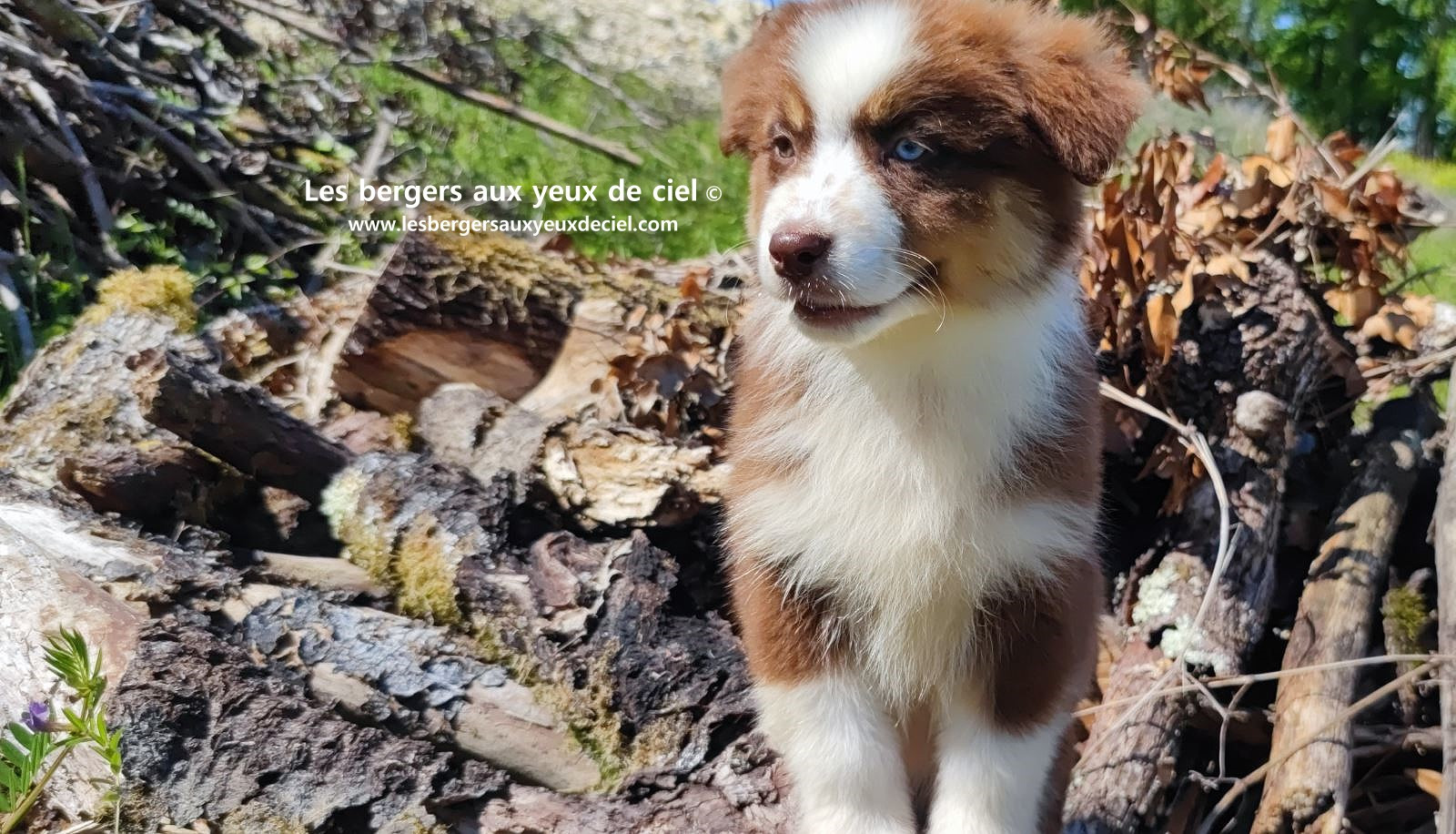 Chiot berger australien femelle rouge tricolore aux yeux vairons