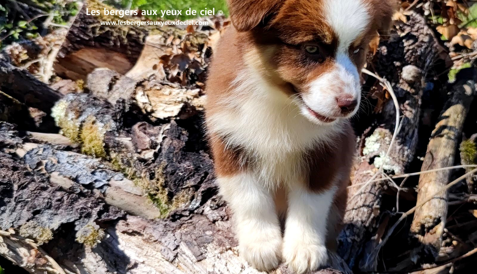 Chiot berger australien femelle rouge tricolore aux yeux vairons