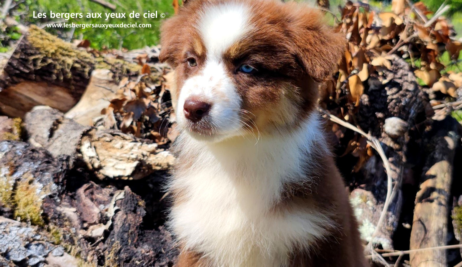 Chiot berger australien femelle rouge tricolore aux yeux vairons