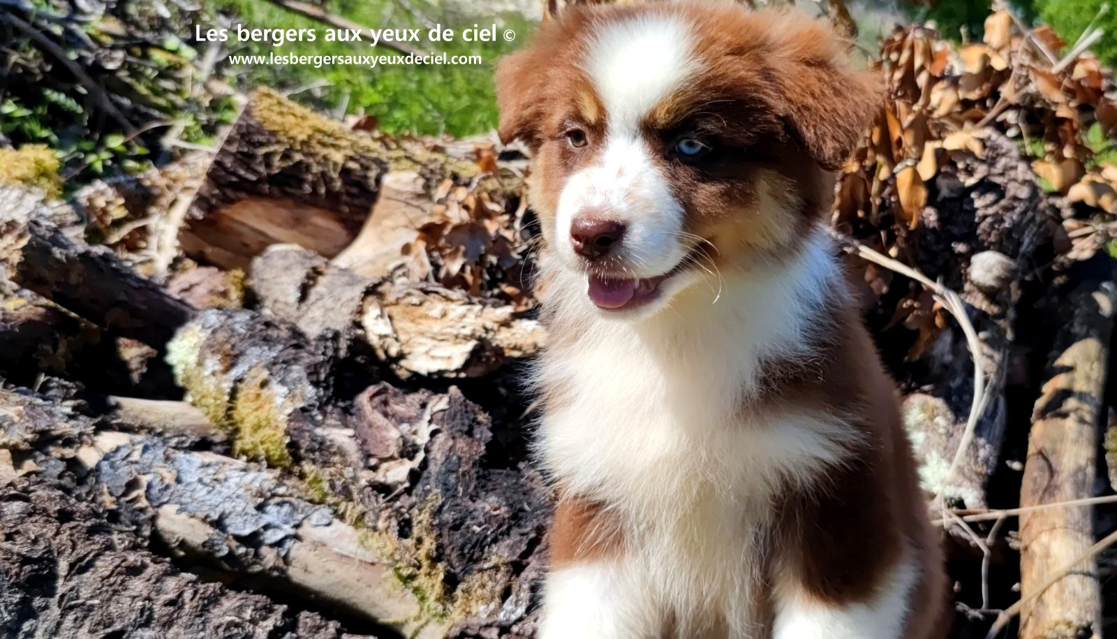 Chiot berger australien femelle rouge tricolore aux yeux vairons