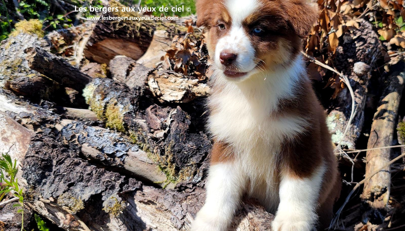 Chiot berger australien femelle rouge tricolore aux yeux vairons