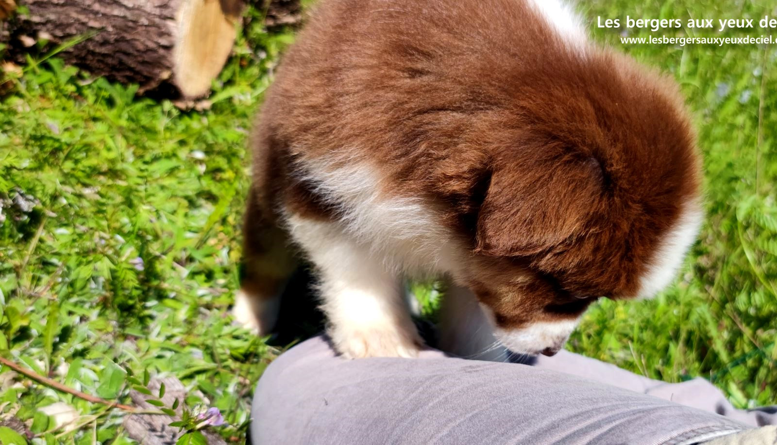 Chiot berger australien femelle rouge tricolore aux yeux vairons