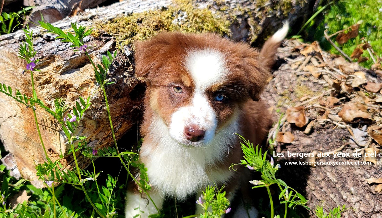 Chiot berger australien femelle rouge tricolore aux yeux vairons