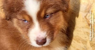 chiot berger australien Ulysse Berger australien chiot mâle rouge tricolore aux yeux bleus