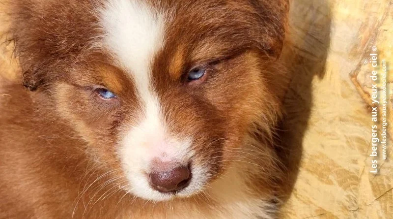 Berger australien chiot mâle rouge tricolore aux yeux bleus