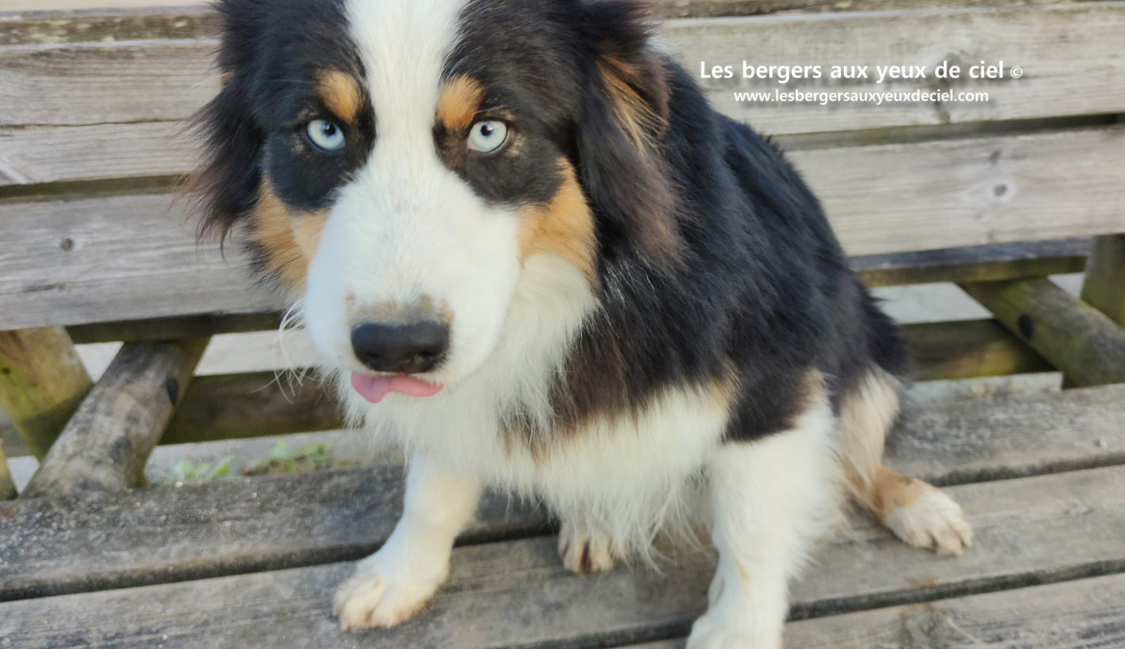 Femelle berger australien adulte noir tricolore aux yeux bleus