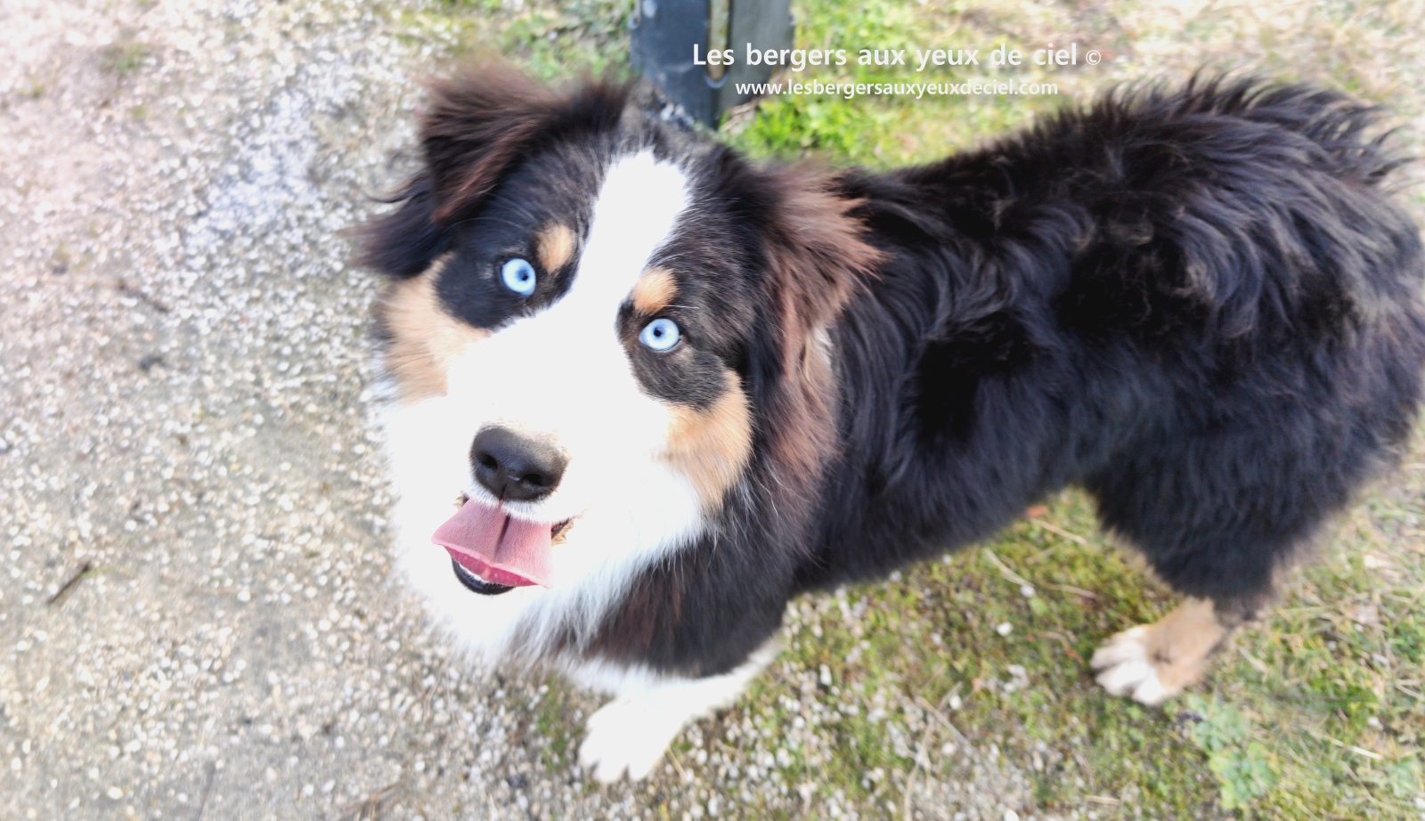 Femelle berger australien adulte noir tricolore aux yeux bleus