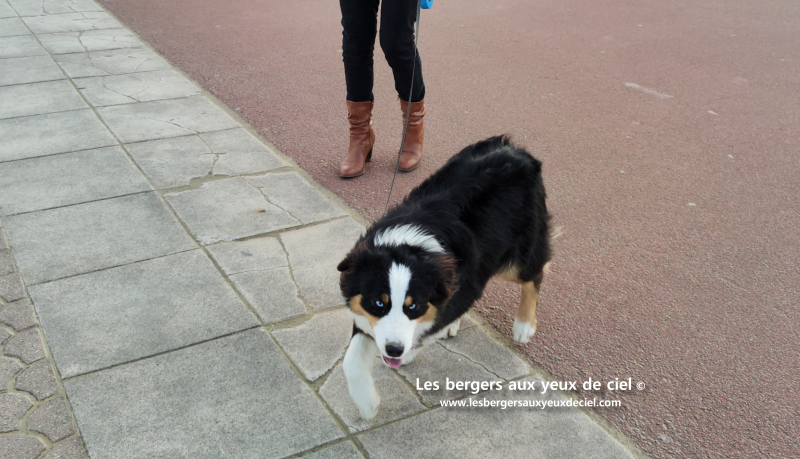 Femelle berger australien adulte noir tricolore aux yeux bleus