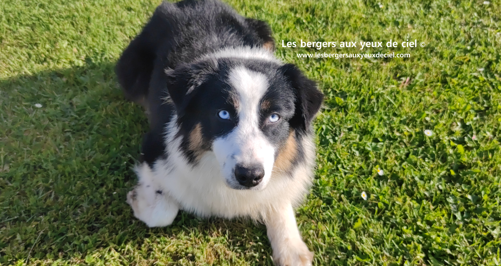 Femelle berger australien noir tricolore aux yeux bleus