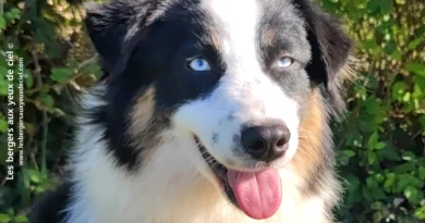 Saphira confirmée Femelle berger australien noir tricolore aux yeux bleus