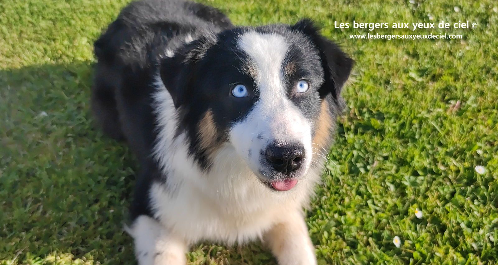 Femelle berger australien noir tricolore aux yeux bleus