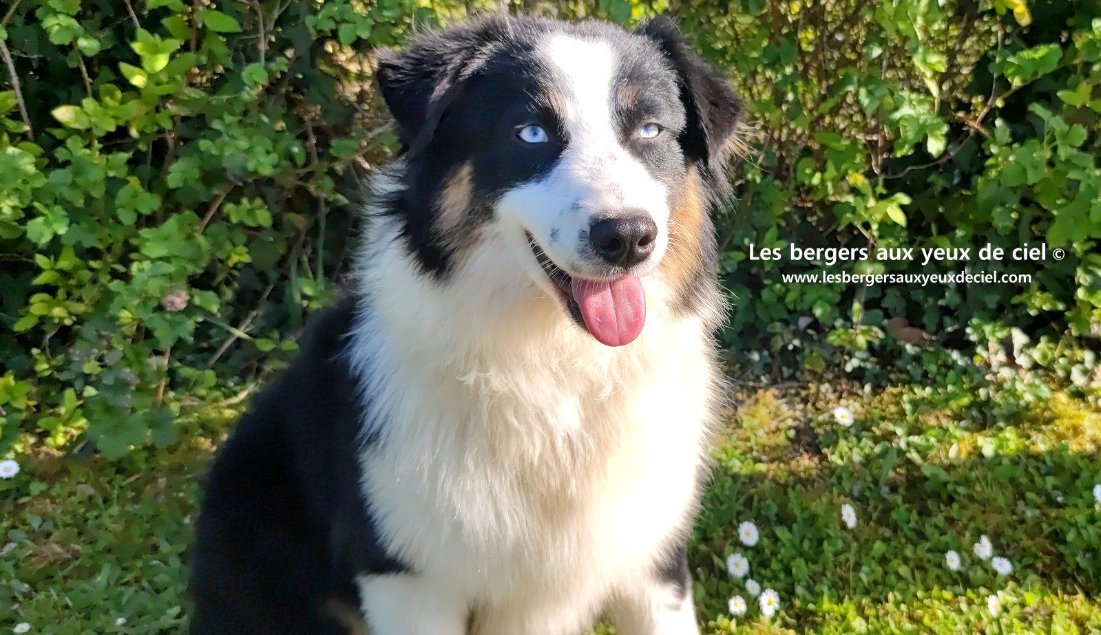 Femelle berger australien noir tricolore aux yeux bleus
