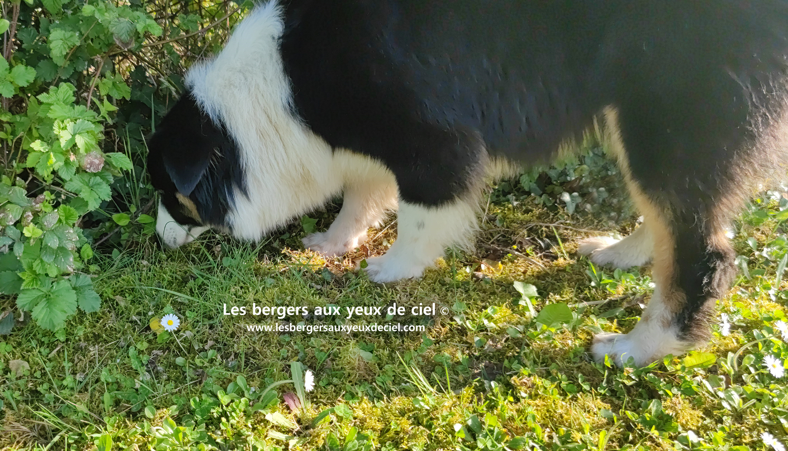 Femelle berger australien noir tricolore aux yeux bleus