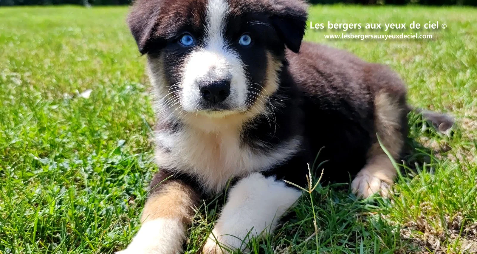 chiot berger australien femelle noire tricolore aux yeux bleus