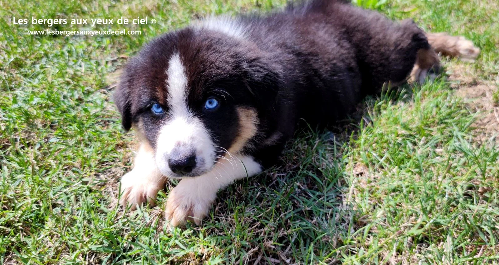 chiot berger australien femelle noire tricolore aux yeux bleus