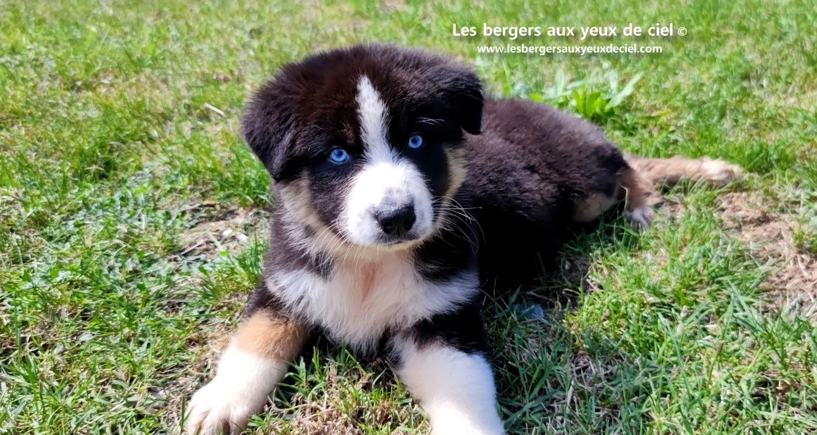 chiot berger australien femelle noire tricolore aux yeux bleus