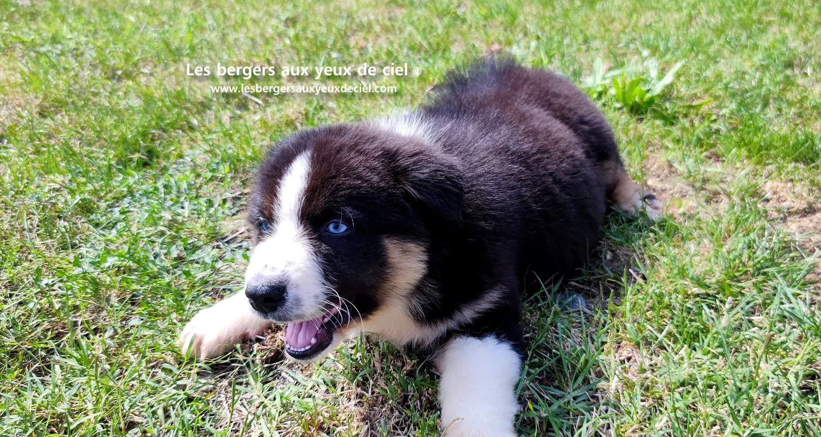 chiot berger australien femelle noire tricolore aux yeux bleus
