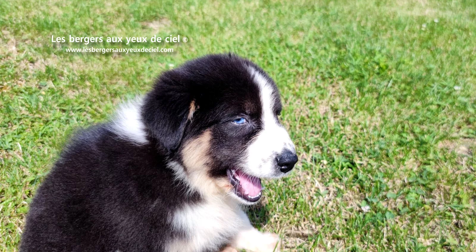 chiot berger australien femelle noire tricolore aux yeux bleus